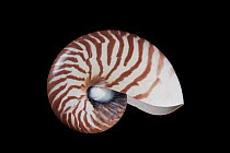 Chambered Nautilus (Nautilus pompilius), Meeresmuseum Ozeania, Riedenburg, Germany