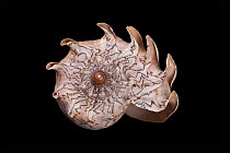 Volute Snail (Cymbiola imperialis), Meeresmuseum Ozeania, Riedenburg, Germany