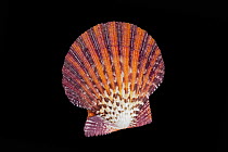 Scallop (Pectinidae), Meeresmuseum Ozeania, Riedenburg, Germany