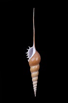Shin Bone Tibia Shell (Tibia fusus), Meeresmuseum Ozeania, Riedenburg, Germany