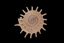 Sun Carrier Shell (Stellaria solaris), Meeresmuseum Ozeania, Riedenburg, Germany