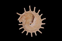 Sun Carrier Shell (Stellaria solaris) from Australia, Meeresmuseum Ozeania, Riedenburg, Germany