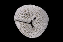 Knob Coral (Favia favus) from Red Sea, Meeresmuseum Ozeania, Riedenburg, Germany
