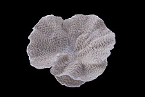 Stony Coral (Montipora foliosa) from Red Sea, Meeresmuseum Ozeania, Riedenburg, Germany
