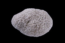 Mushroom Coral (Fungia sp) from Red Sea, Meeresmuseum Ozeania, Riedenburg, Germany