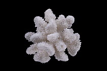 Stony Coral (Pocillopora sp)