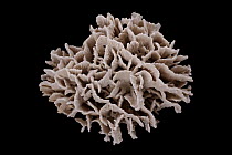 Coral (Pachyseris sp)