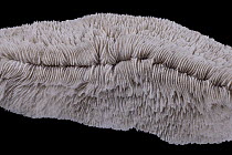 Mushroom Coral (Ctenactis echinata) from the Red Sea, Meeresmuseum Ozeania, Riedenburg, Germany