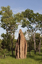 Cathedral termite mound, Litchfield National Park, Northern Territory, Australia
