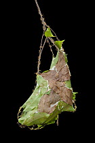 Green Tree Ant (Oecophylla smaragdina) group on nest of woven leaves, Kakadu National Park, Australia