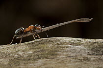 Red Wood Ant (Formica rufa) carrying construction material to anthill