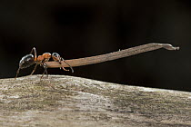 Red Wood Ant (Formica rufa) carrying construction material to anthill