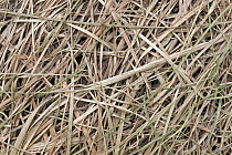 Baya Weaver (Ploceus philippinus) woven nest material