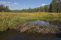 American Beaver (Castor canadensis) dam, Yellowstone National Park, Wyoming