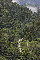 River through primary rainforest, Arfak Mountains, Papua New Guinea, Indonesia
