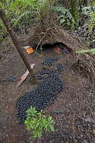 Brown Gardener (Amblyornis inornatus) bower decorated with black and brown fungi, orange flowers, beetle wing covers, acorns and a piece of bark, Arfak Mountains, Papua New Guinea, Indonesia