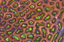 Brain Coral (Goniastrea sp) detail