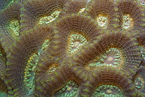 Stony Coral (Favia sp)