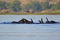 African Elephant (Loxodonta africana) group using trunks as snorkels while submerged in Chobe River, Chobe National Park, Botswana