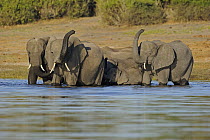 African Elephant (Loxodonta africana) group bathing in the Chobe River, Chobe National Park, Botswana