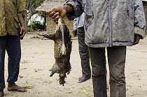 African Brush-tailed Porcupine (Atherurus africanus) being sold as bushmeat, Brazzaville, Democratic Republic of the Congo