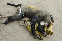 De Brazza's Monkey (Cercopithecus neglectus) female being sold as bushmeat, Brazzaville, Democratic Republic of the Congo