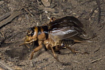 Cricket stridulating in Ngaga Camp, Odzala-Kokoua National Park, Democratic Republic of the Congo