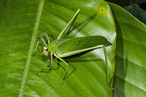 Leaf-mimicking katydid, Odzala-Kokoua National Park, Democratic Republic of the Congo