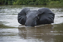 African Forest Elephant (Loxodonta africana cyclotis) crossing river, Lekoli River, Democratic Republic of the Congo