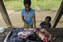 Black-fronted Duiker (Cephalophus nigrifrons) being sold as bushmeat, Democratic Republic of the Congo