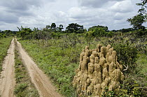 Termite (Macrotermes sp) mound with multiple spires, Odzala-Kokoua National Park, Democratic Republic of the Congo