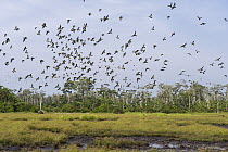 African Green-Pigeon (Treron calvus) flock flying near mineral lick, Lango Bai, Odzala-Kokoua National Park, Democratic Republic of the Congo