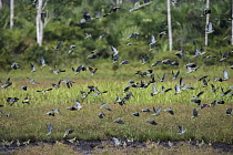 African Green-Pigeon (Treron calvus) flying near mineral lick, Lango Bai, Odzala-Kokoua National Park, Democratic Republic of the Congo