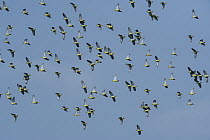 African Green-Pigeon (Treron calvus) flock flying, Lango Bai, Odzala-Kokoua National Park, Democratic Republic of the Congo