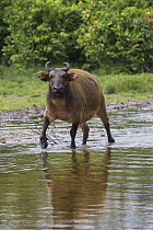 Forest Buffalo (Syncerus caffer nanus) walking through river, Lango Bai, Odzala-Kokoua National Park, Democratic Republic of the Congo