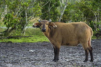 Forest Buffalo (Syncerus caffer nanus), Lango Bai, Odzala-Kokoua National Park, Democratic Republic of the Congo