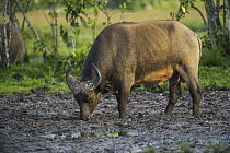 Forest Buffalo (Syncerus caffer nanus), Lango Bai, Odzala-Kokoua National Park, Democratic Republic of the Congo
