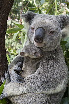 Koala (Phascolarctos cinereus) mother cuddling her seven-month-old joey, Queensland, Australia