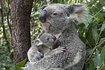 Koala (Phascolarctos cinereus) mother mother cuddling her seven-month-old joey, Queensland, Australia