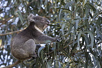 Koala (Phascolarctos cinereus) dominant male feeding on eucalyptus, Kangaroo Island, Australia