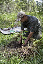Jono Bateman of the Australian Koala Foundation planting tree for koala habitat, Quinlans Property, Queensland, Australia