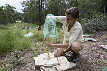University student Leah Church planting tree for the Australian Koala Foundation's habitat restoration program, Quinlans Property, Queensland, Australia
