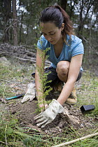 University student Carrie Doyle, planting tree for the Australian Koala Foundation's habitat restoration program, Quinlans Property, Queensland, Australia