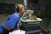 Koala (Phascolarctos cinereus) male named Buster with knee infection being treated by Cheyne Flanagan, Koala Hospital, Port Macquarie, Australia