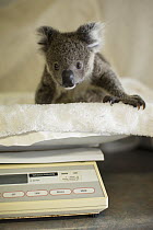 Koala (Phascolarctos cinereus) orphaned joey named Neil being weighed, Koala Hospital, Port Macquarie, Australia