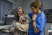 Koala (Phascolarctos cinereus) orphaned joey named Josie with supervisor Cheyne Flanagan and volunteer Joy Barber, Koala Hospital, Port Macquarie, Australia
