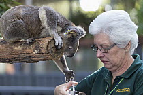 Koala (Phascolarctos cinereus) female named Sue sick with chlamydia being fed by volunteer Gabriella Rivett, Koala Hospital, Port Macquarie, Australia
