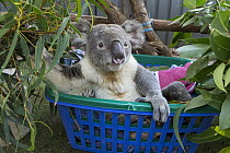 Koala (Phascolarctos cinereus) male named Buster sick with knee infection, Koala Hospital, Port Macquarie, Australia