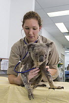 Koala (Phascolarctos cinereus) koala with KoRv retrovirus being examined by hospital manager Patricia Swift, Currumbin Wildlife Hospital, Queensland, Australia
