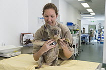 Koala (Phascolarctos cinereus) koala with KoRV retrovirus being examined by hospital manager Patricia Swift, Currumbin Wildlife Hospital, Queensland, Australia